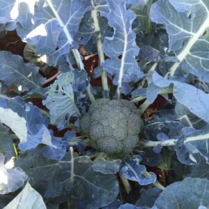 PHOTO-2020-05-08-16-06-33